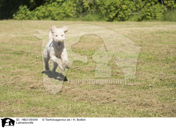 Labradoodle / Labradoodle / HBO-06099