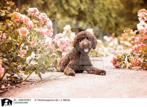 Labradoodle / Labradoodle / JAM-04561