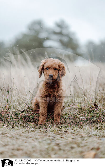 Labradoodle Welpe / Labradoodle Puppy / LB-02506