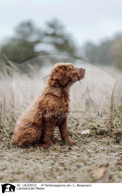 Labradoodle Welpe / LB-02512