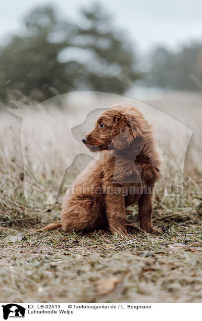 Labradoodle Welpe / LB-02513