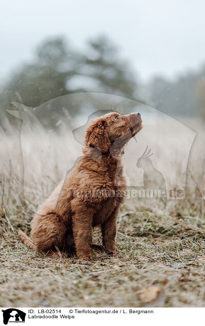 Labradoodle Welpe / Labradoodle Puppy / LB-02514