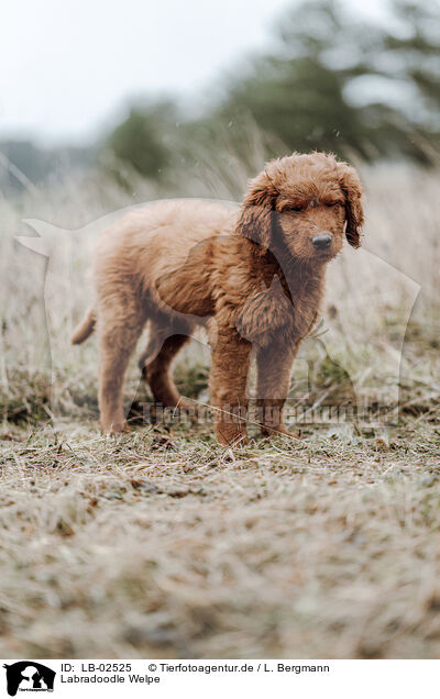 Labradoodle Welpe / Labradoodle Puppy / LB-02525