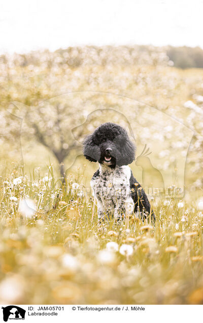 Labradoodle / Labradoodle / JAM-05701