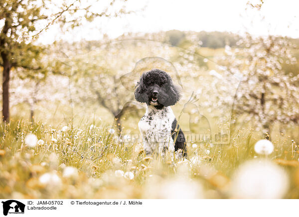 Labradoodle / Labradoodle / JAM-05702