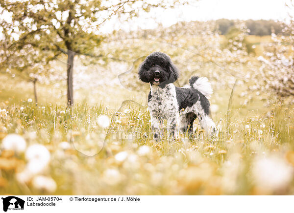 Labradoodle / Labradoodle / JAM-05704