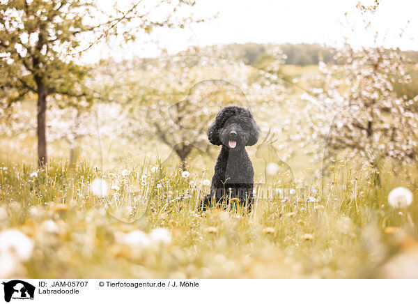 Labradoodle / Labradoodle / JAM-05707