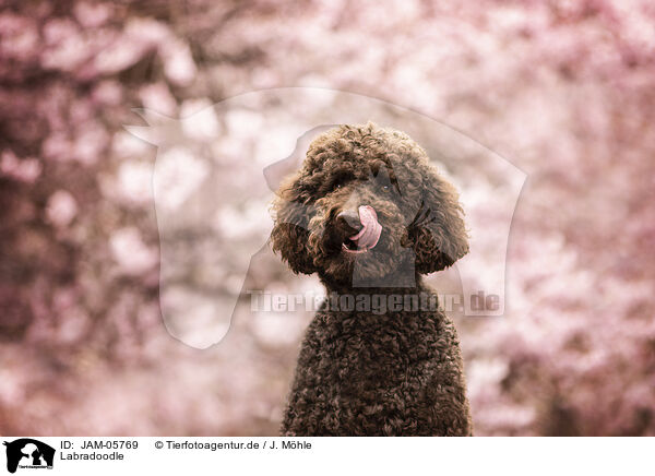Labradoodle / Labradoodle / JAM-05769