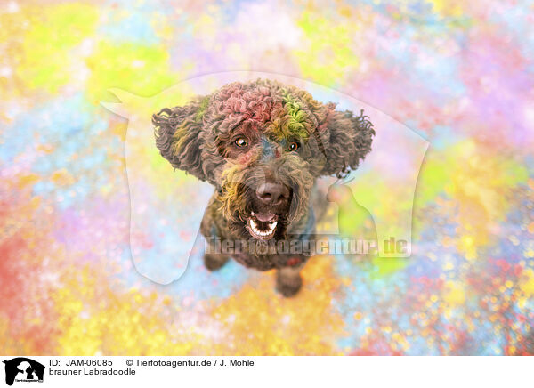 brauner Labradoodle / brown Labradoodle / JAM-06085