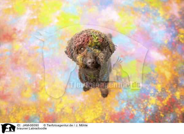 brauner Labradoodle / JAM-06090