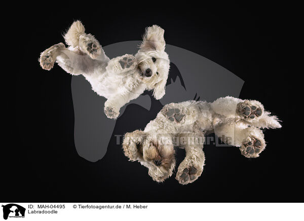 Labradoodle / MAH-04495