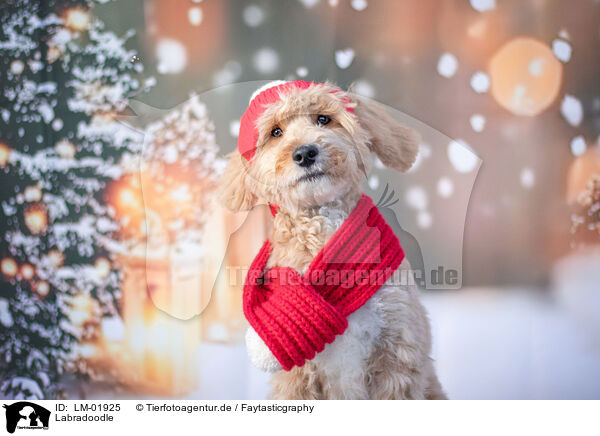 Labradoodle / Labradoodle / LM-01925