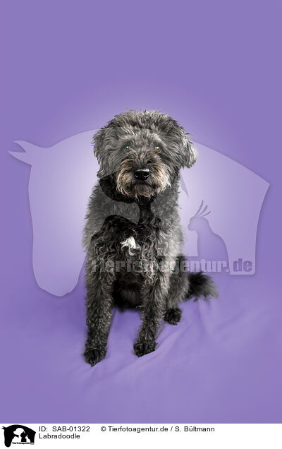 Labradoodle / Labradoodle / SAB-01322