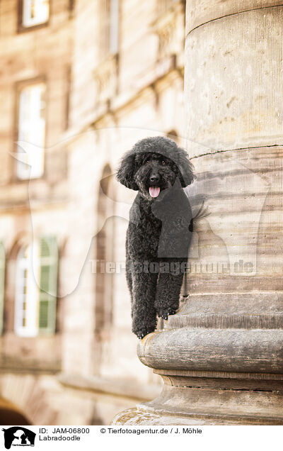 Labradoodle / Labradoodle / JAM-06800