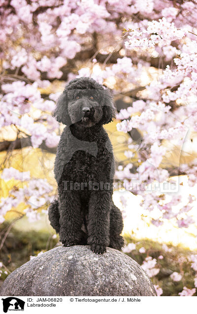 Labradoodle / Labradoodle / JAM-06820
