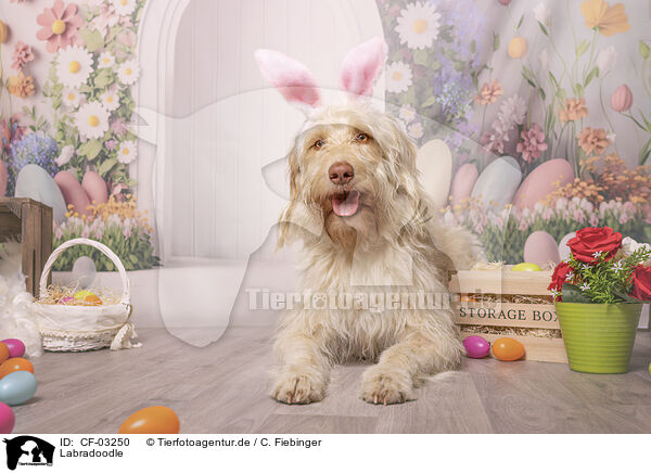 Labradoodle / Labradoodle / CF-03250