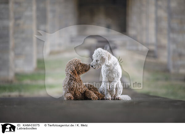 Labradoodles / Labradoodles / KAM-03075
