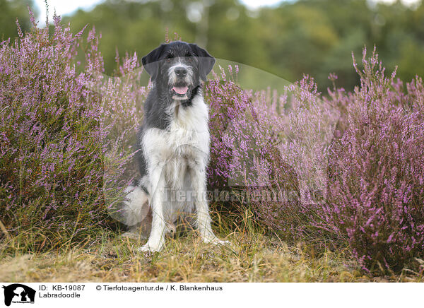 Labradoodle / Labradoodle / KB-19087
