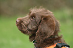 Labradoodle Portrait