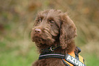 Labradoodle Portrait