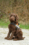 Labradoodle