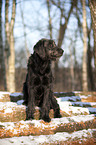 sitzender Labradoodle