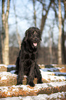 sitzender Labradoodle