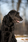 Labradoodle Portrait