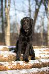 sitzender Labradoodle