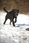 rennender Labradoodle