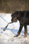 spielender Labradoodle