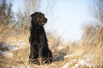 sitzender Labradoodle