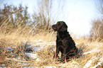 sitzender Labradoodle