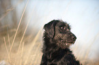 Labradoodle Portrait