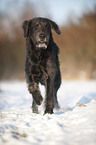 rennender Labradoodle