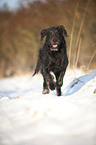 rennender Labradoodle