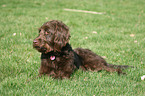 liegender Labradoodle