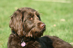 Labradoodle Portrait