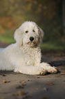 liegender Labradoodle