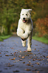 rennender Labradoodle