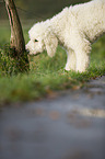 schnuppernder Labradoodle