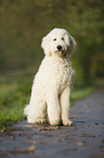 sitzender Labradoodle