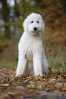 sitzender Labradoodle