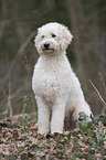 sitzender Labradoodle