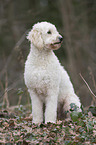 sitzender Labradoodle