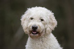 Labradoodle Portrait