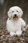 liegender Labradoodle