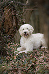 liegender Labradoodle