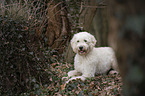 liegender Labradoodle