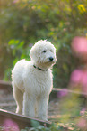 Labradoodle